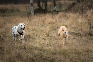 Two dogs running at camera. Mongrel and Central Asian Shepherd Dog outdoor