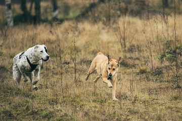 Two dogs running at camera. Mongrel and Central Asian Shepherd Dog outdoor