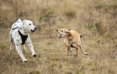 Obraz premium Two dogs running at camera. Mongrel and Central Asian Shepherd Dog outdoor