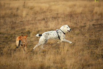 Two dogs running at camera. Mongrel and Central Asian Shepherd Dog outdoor