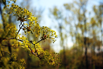 maple flowers in spring against the sky