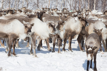 large herd of reindeers in winter, Yamal, Russia