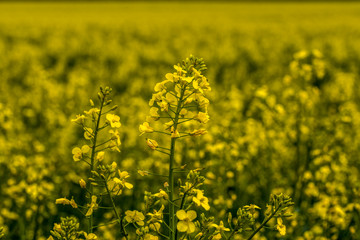 złote pole - rzepak oleisty