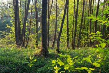 Summer green forest. Wild nature landscape. Trees in forest