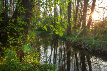 Wild forest river in Siberia, Russia. Green nature landscape of river in Taiga with sun