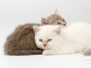 little funny kittens on a white background