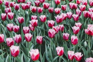Full frame pink tulips spring background in a garden. The concept of bloom of nature.
