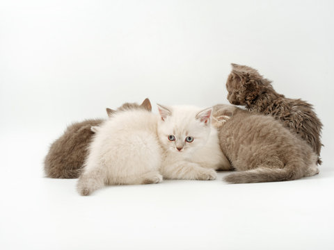 little funny kittens on a white background