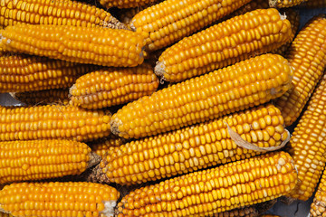 Sunny yellow corn cob