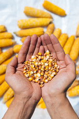 A handful of corn seeds