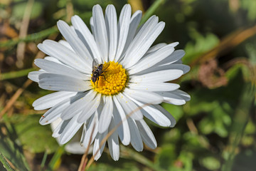 Obraz premium Al lavoro !!!!