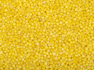 Millet yellow background