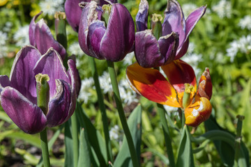 verblühende Tulpen