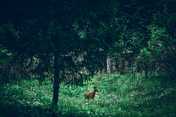 deer in the green valley - nature and climate change concept