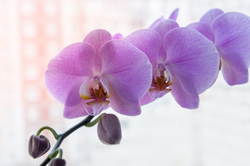 Obraz premium Colorful blooming of orchid flower close up