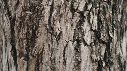 Obraz premium bark of a tree