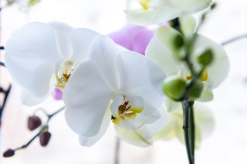 Beautiful orchid blossom on green brunch close up