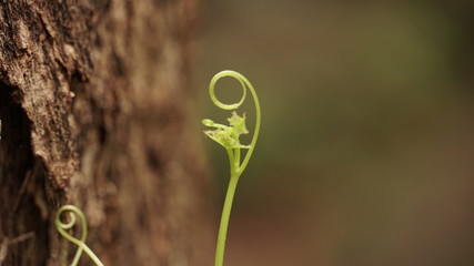green grass with water drops