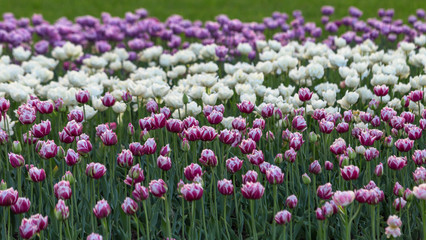Tulips of all colours are in the park.