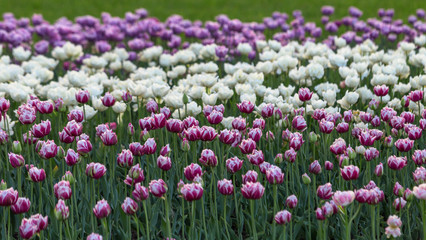 Obraz premium Tulips of all colours are in the park.