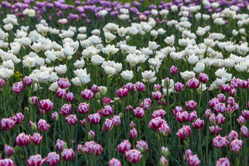 Tulips of all colours are in the park.