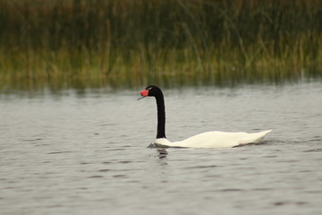 cisne 