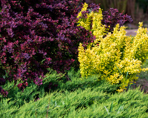 Decorative garden with trees and plants in spring