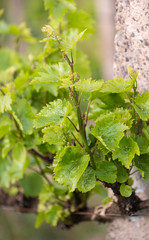Closeup of grape vine leaves