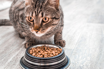 Portrait of a cat with a bowl of dry food. Eats close up. Copy space