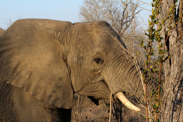 A single large Elephant (Loxodonta africana) in South Africa