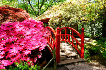 Obraz premium Netherlands. Japanese Garden with Azalia