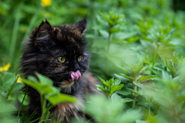 Cute young cat licks his lips and stares out of the green grass.