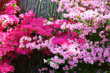Netherlands. An old tree with Azalia's