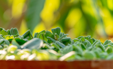 Common duckweed or waterplant in small pot with watering tree at hot weather in summer , thailand.