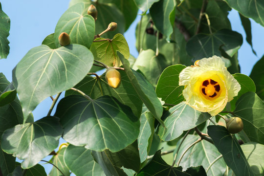 Portia Tree with yellow blossom flower