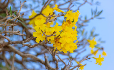 Silver trumpet tree, Tree of gold,Paraguayan silver trumpet tree