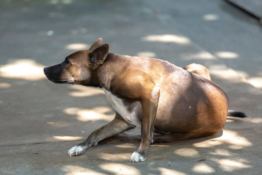 Thai Brown Dog scratching dry skin in the shade.