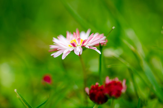 Daisy flower in grass (spring daisy)