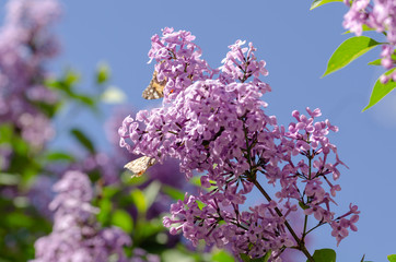 Obraz premium Purple lilac flowers in spring blossom background