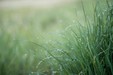 Green grass close-up with dew drops on the blurred green background of the meadow