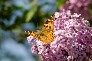 Butterfly Vanessa cardui on lilac flowers.