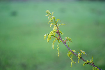 Young green oak branch in spring on a blurred background.