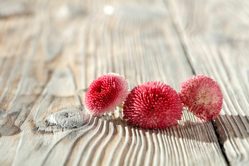 Edible flowers on desk and free space for your decoration. 