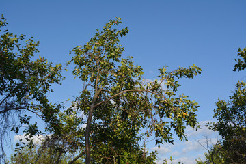 Plum tree with green fruits in orchard by midsummer.