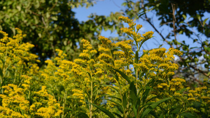 Goldenrod wildflowers grow in the garden. Solidago gigantea. Beautiful yellow flowers in summer.