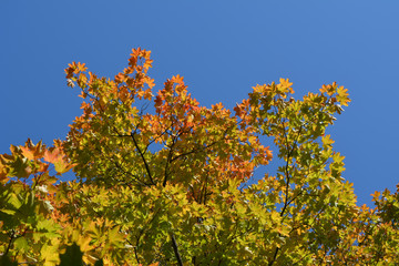 Fototapeta premium Maple tree branches with green and orange leaves against clear blue sky in september.