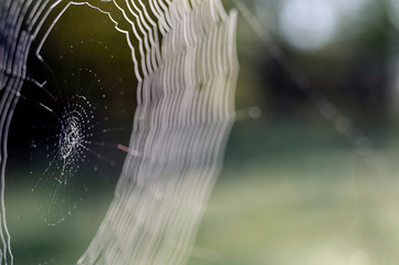 Web in dew drops close-up with shallow depth of field.