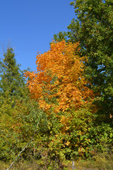 The beginning of autumn. Orange foliage of maple in green forest. Sunny day in fall season.