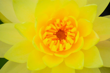 Yellow lotus flowers bloom