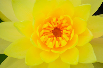 Fototapeta premium Yellow lotus flowers bloom